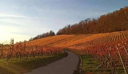 Weinberge_im_Herbst
